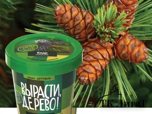 Набор для выращивания растений ВЫРАСТИ ДЕРЕВО! "Кедр Сибирский" (банка, грунт, семена), zk-001